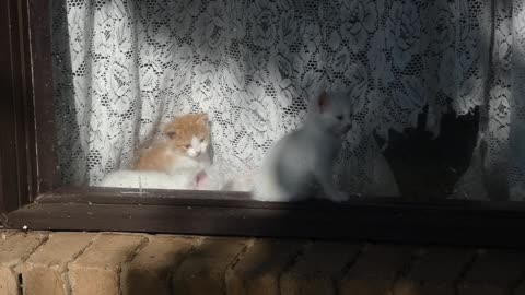 Kittens