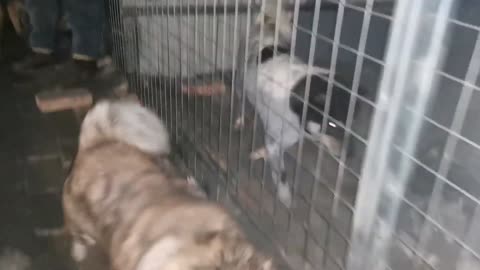 Tao Inu Torako Hitting Conflict Combat Prelude!