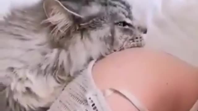 Maincoon cuddle