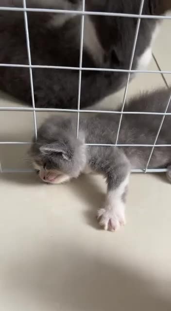 The kitten that cried meow 😂