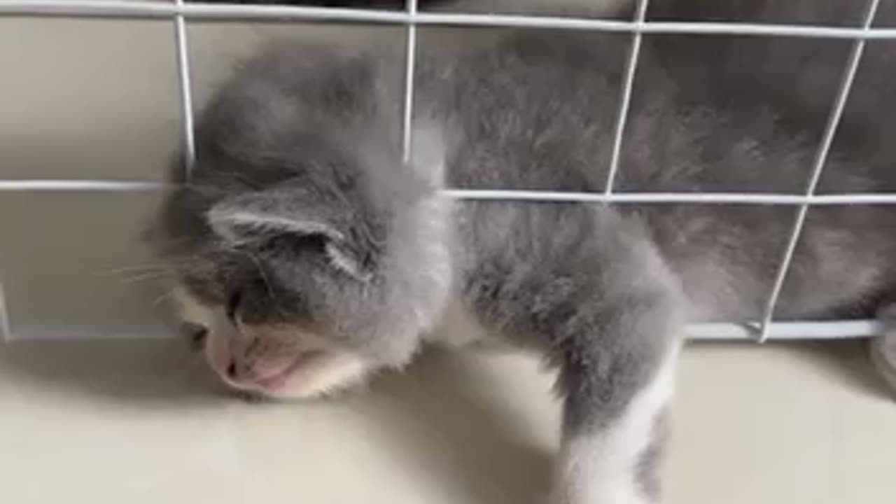 The kitten that cried meow 😂