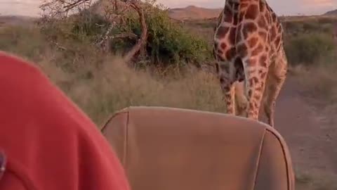 Chased by a giraffe.