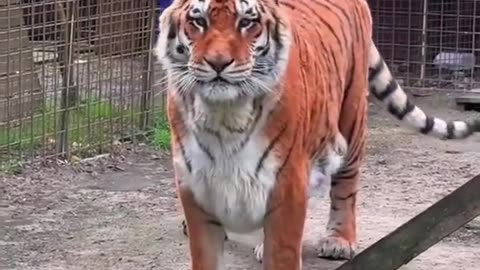 this is the most tiger tiger ive ever seen