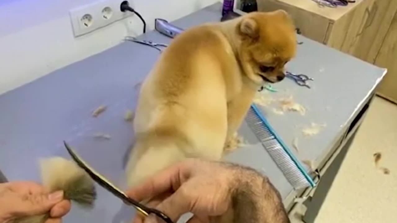 Baby Dog Hair Trim.