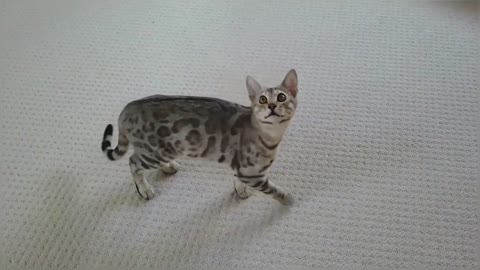 Bengal Kitten Vs Balloons