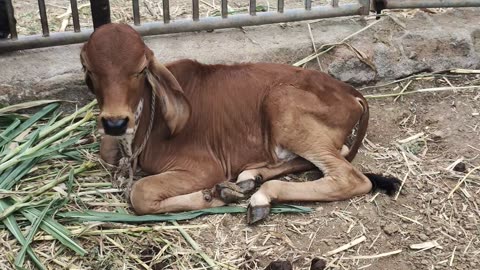 Little bay cowboy in sleep well