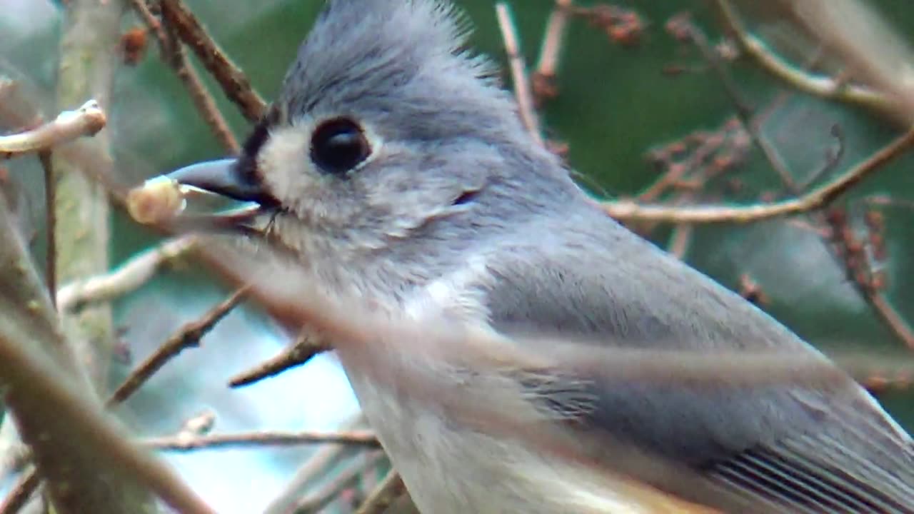 Tufted Titmouse