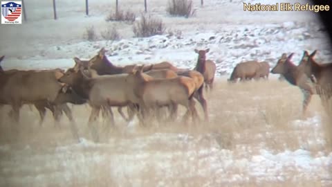 Yellowstone & Grand Teton Grizzly bear Elk Bison