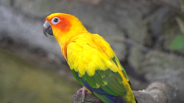 Wonderful Parrot 3 🦜