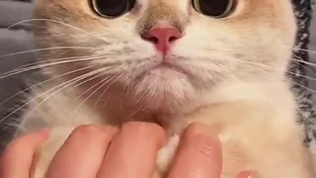 Funny and Cute Cats Compilation - Funny Cat - Cute Kitten Animal Pets #short #kitten #cutekittens