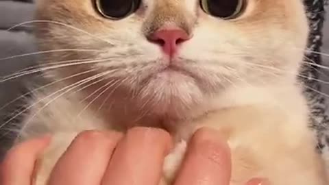 Funny and Cute Cats Compilation - Funny Cat - Cute Kitten Animal Pets #short #kitten #cutekittens