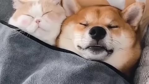 UNLIKELY FRIENDSHIP OF DOGS AND CAT DUO