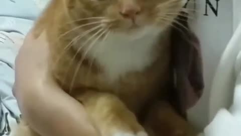 Scaredy Cat Goes To The Vet