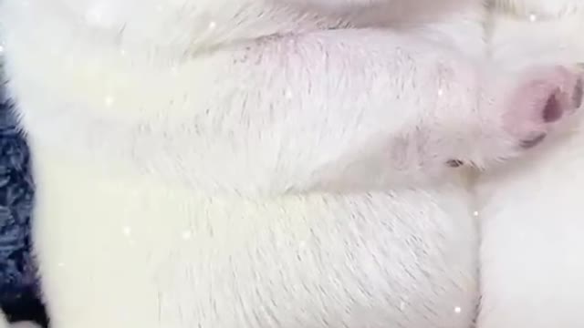 Dogs have only owners all their lives