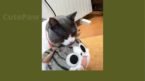 Cute cats - Funny cats - Cat Videos Compilation - Healthy Cats - Funniest Cats Animal Videos