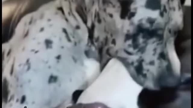 Funniest Animals Video - Funny Dogs And Cats