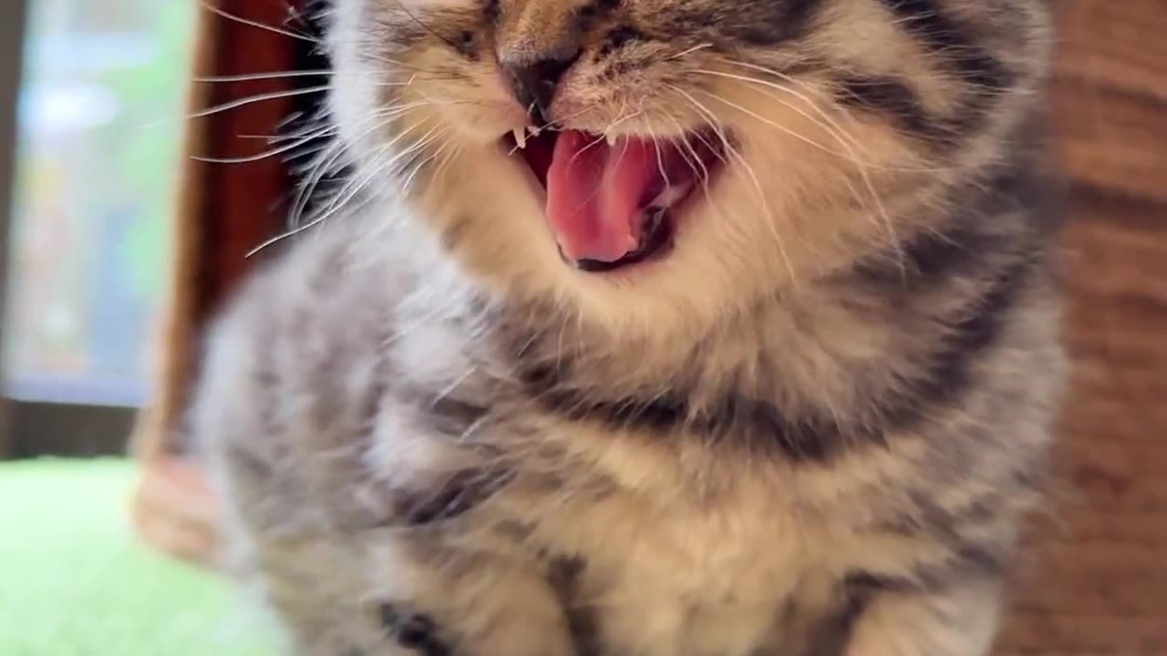 Sweet cat