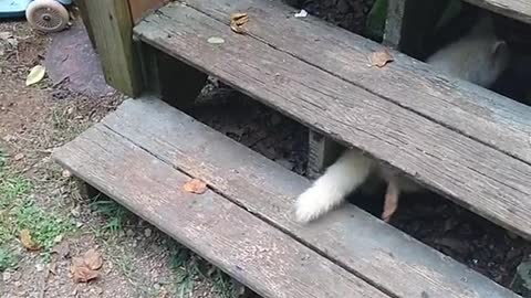 Rare Albino Raccoon Runs Away With Bowl