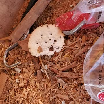 🐜 ant army finished half a cracker in A-day