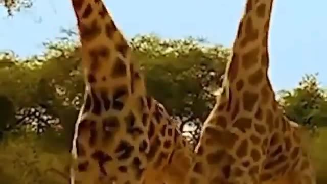 The giraffe