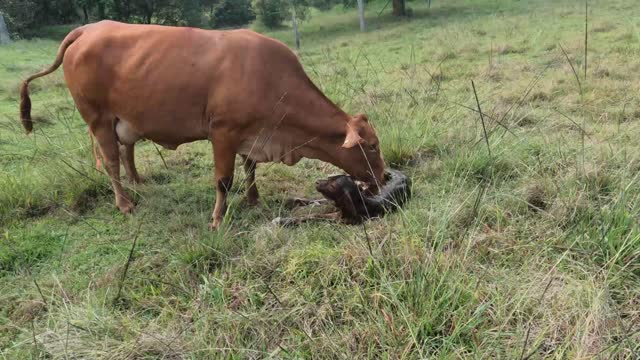 50 - Droughtmaster Mum Birth No10 has a baby calf 24.4.22