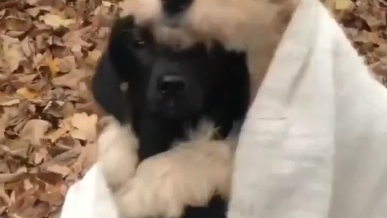 animals