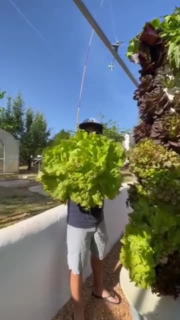 Aeroponic Agriculture