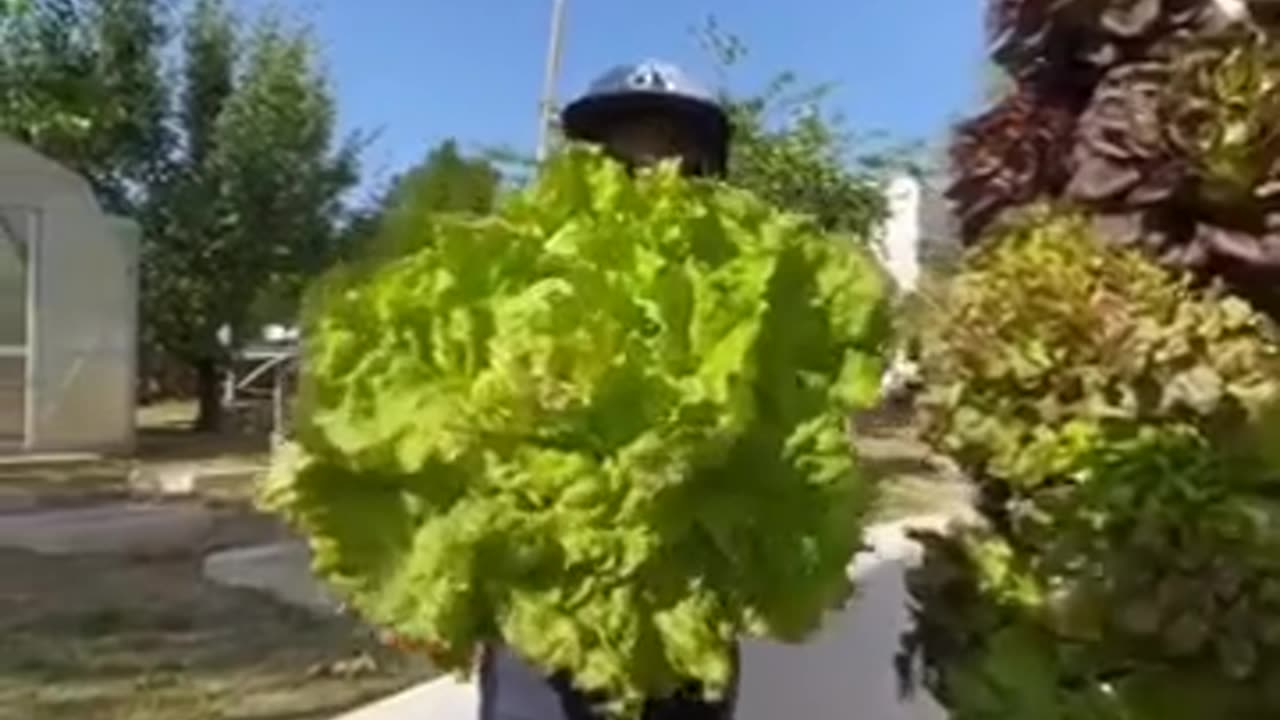 Aeroponic Agriculture