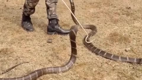 इंसानों के 4 सबसे गंदी हरकत।
