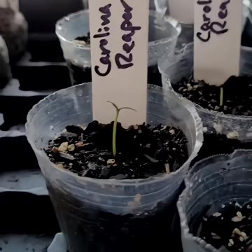 Carolina Reaper Update #1