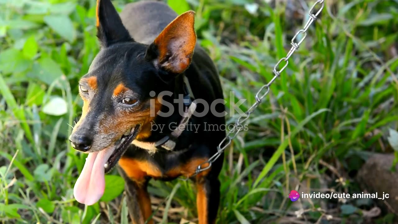 Barking 101: Understanding and Managing Canine Vocalizations