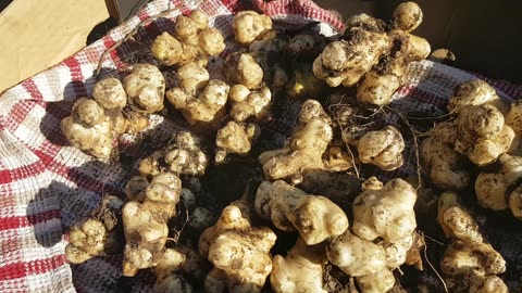 Saving a Historic Variety of Jerusalem Artichokes