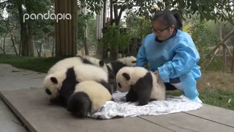 Pandas and their Nanny