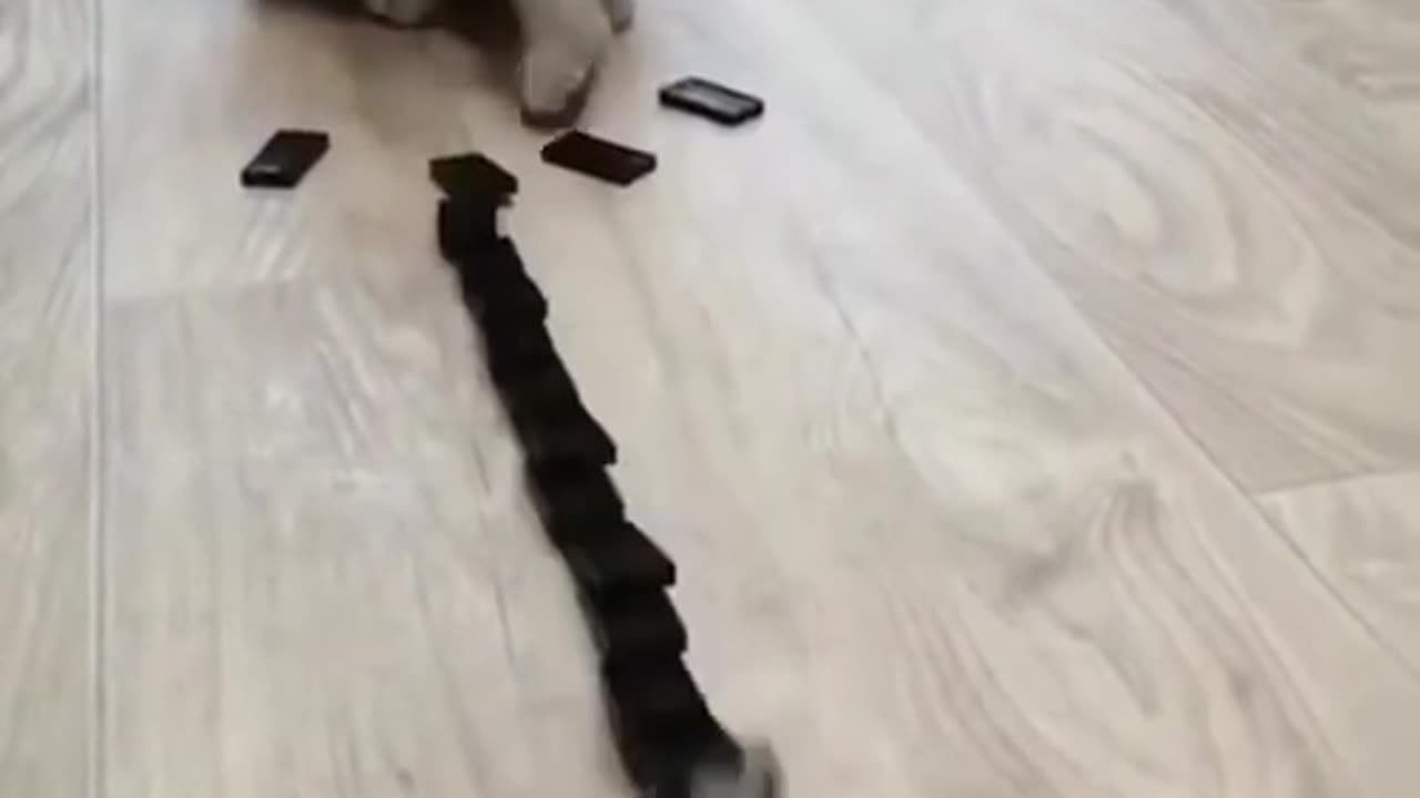 A cat trying to play dominoes