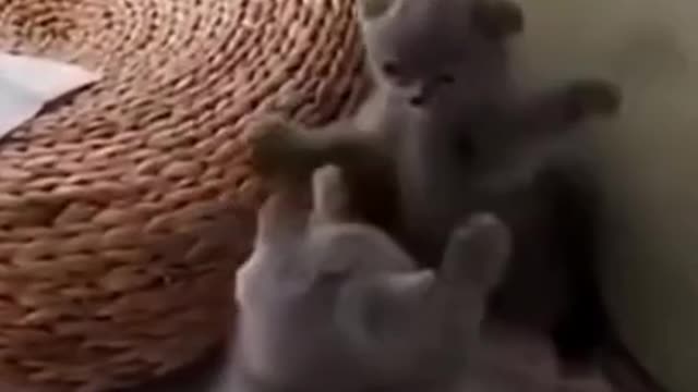 Cute Kittens