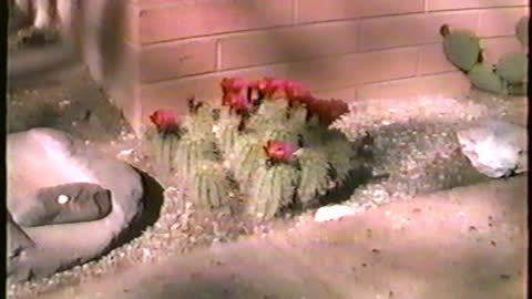 1994 Arizona Trip - Part 2 of 2