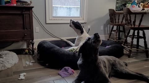 Atlas is at it again