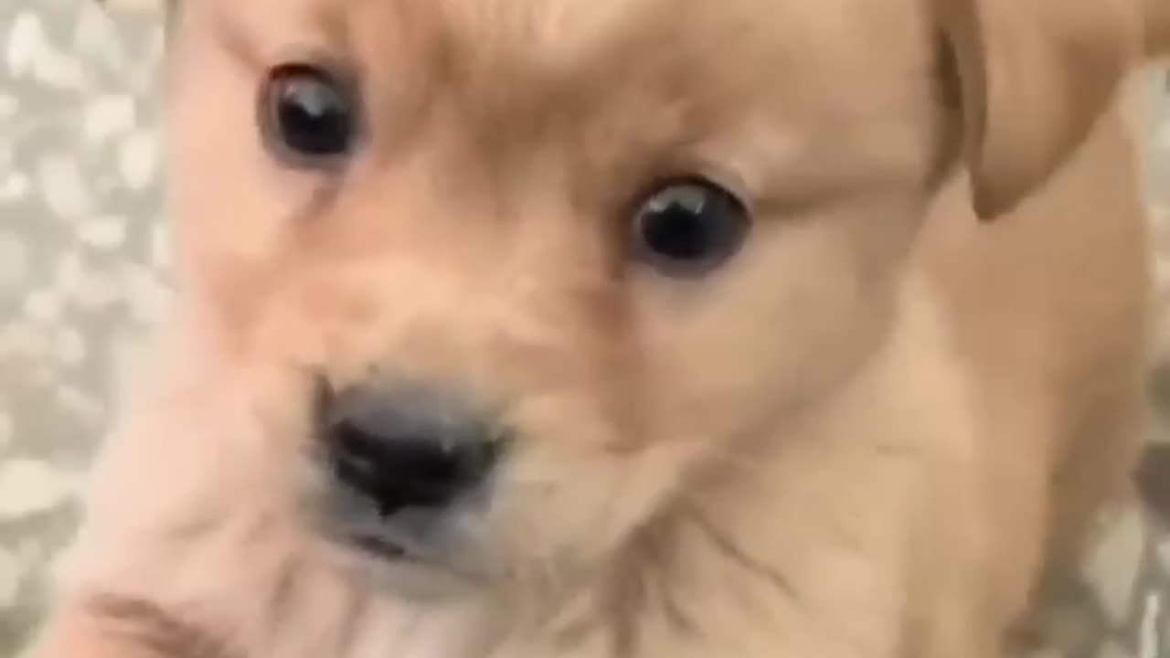 Dog funny video