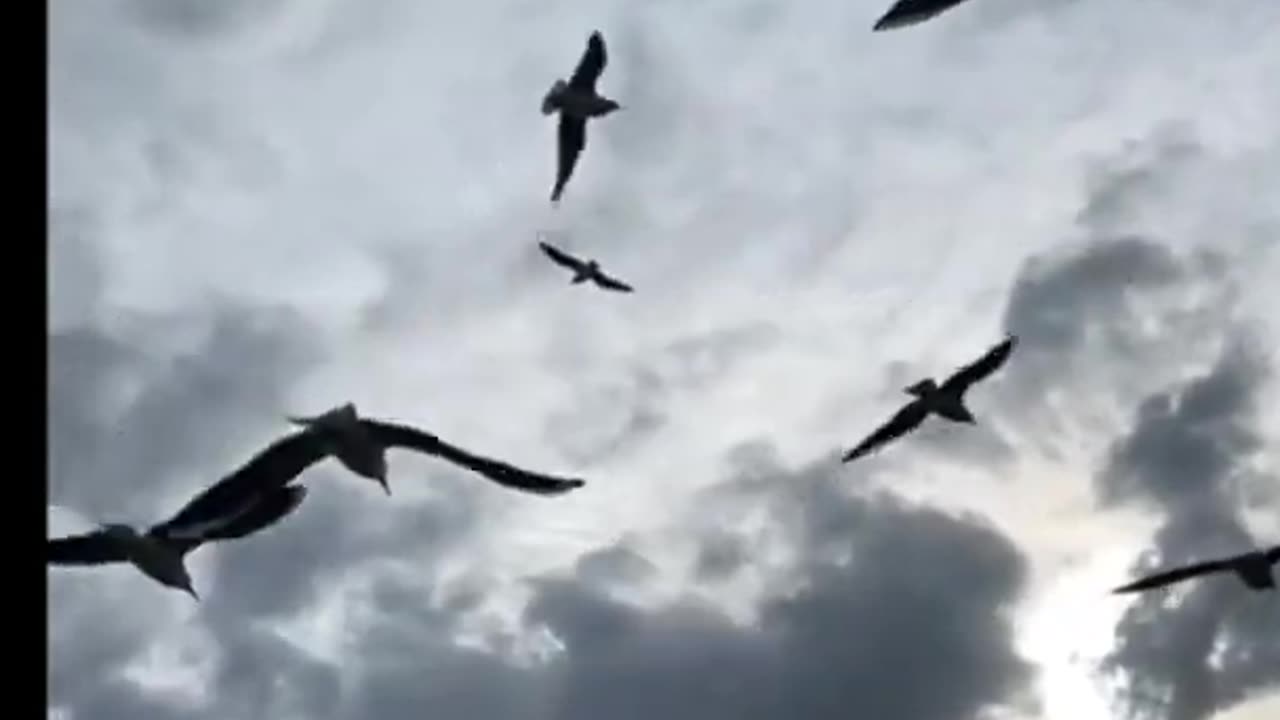 Man Spotted Pterosaur-Like Creature Flying In The Skies