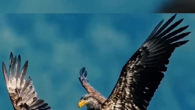 The moment when eagles fight