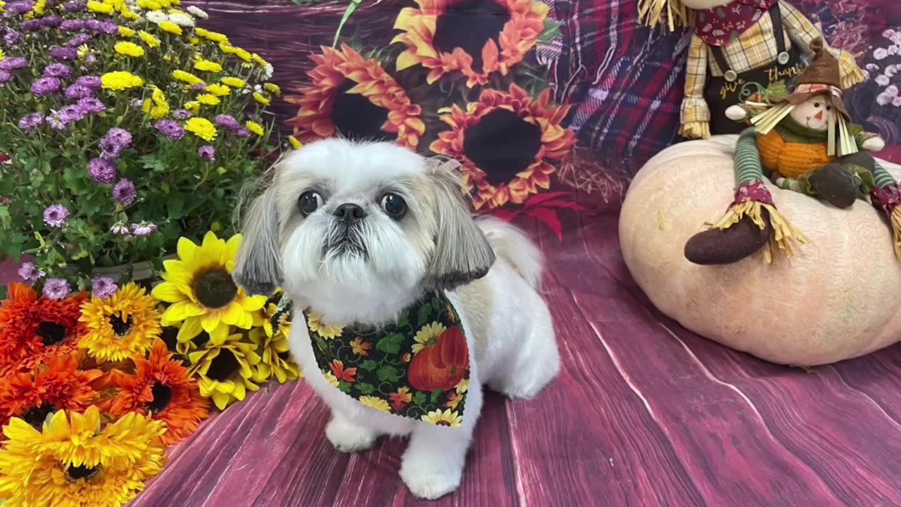 Rosie The Shihtzu And Her Mums