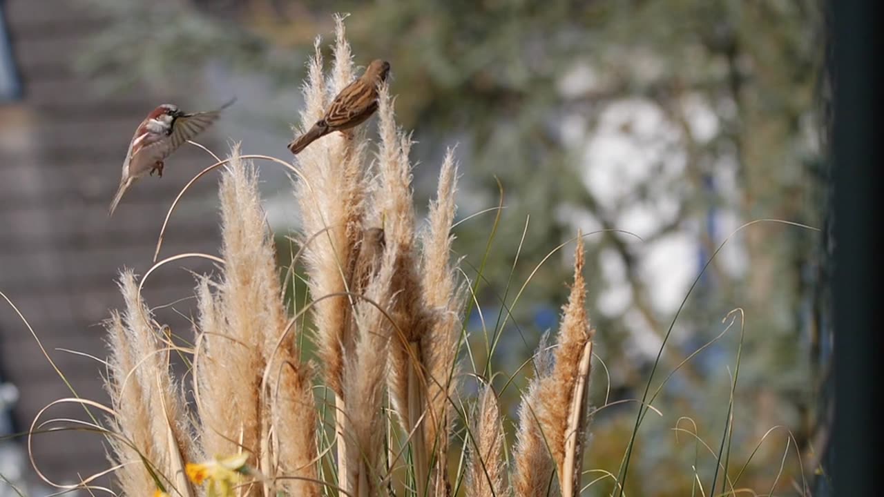 Sparrows Nesting Material Birds video