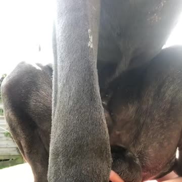GIGANTIC Dog Hilariously Interrupts Yoga Session!