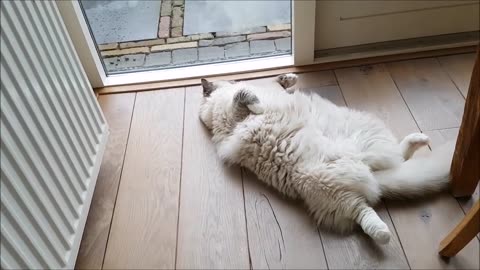 Three Minutes of a Ragdoll Cat Having Fun