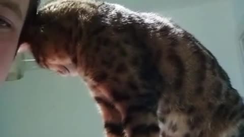 Who said cats don't love like dogs? Bengal been loving