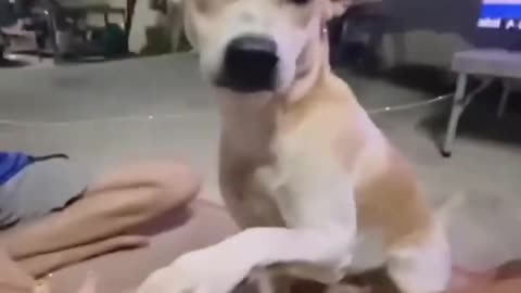 Best Dog Video