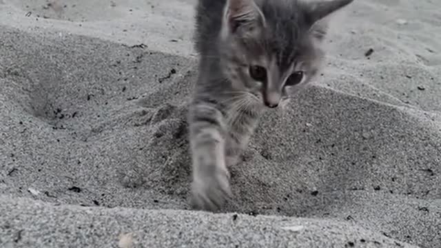 The cat is playing by the sea