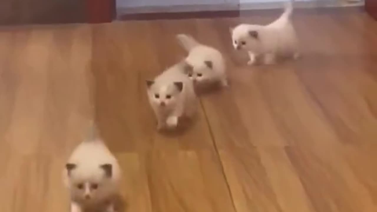 Baby kittens Follow the human