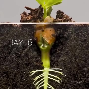 Peanut Time Lapse #amazingtube #timelapse#amazingtube #timelapse #shorts #amazingtube #timelapse