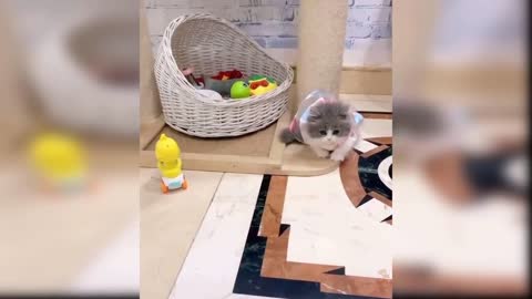 Baby Cats - Cute and Funny Cat Videos